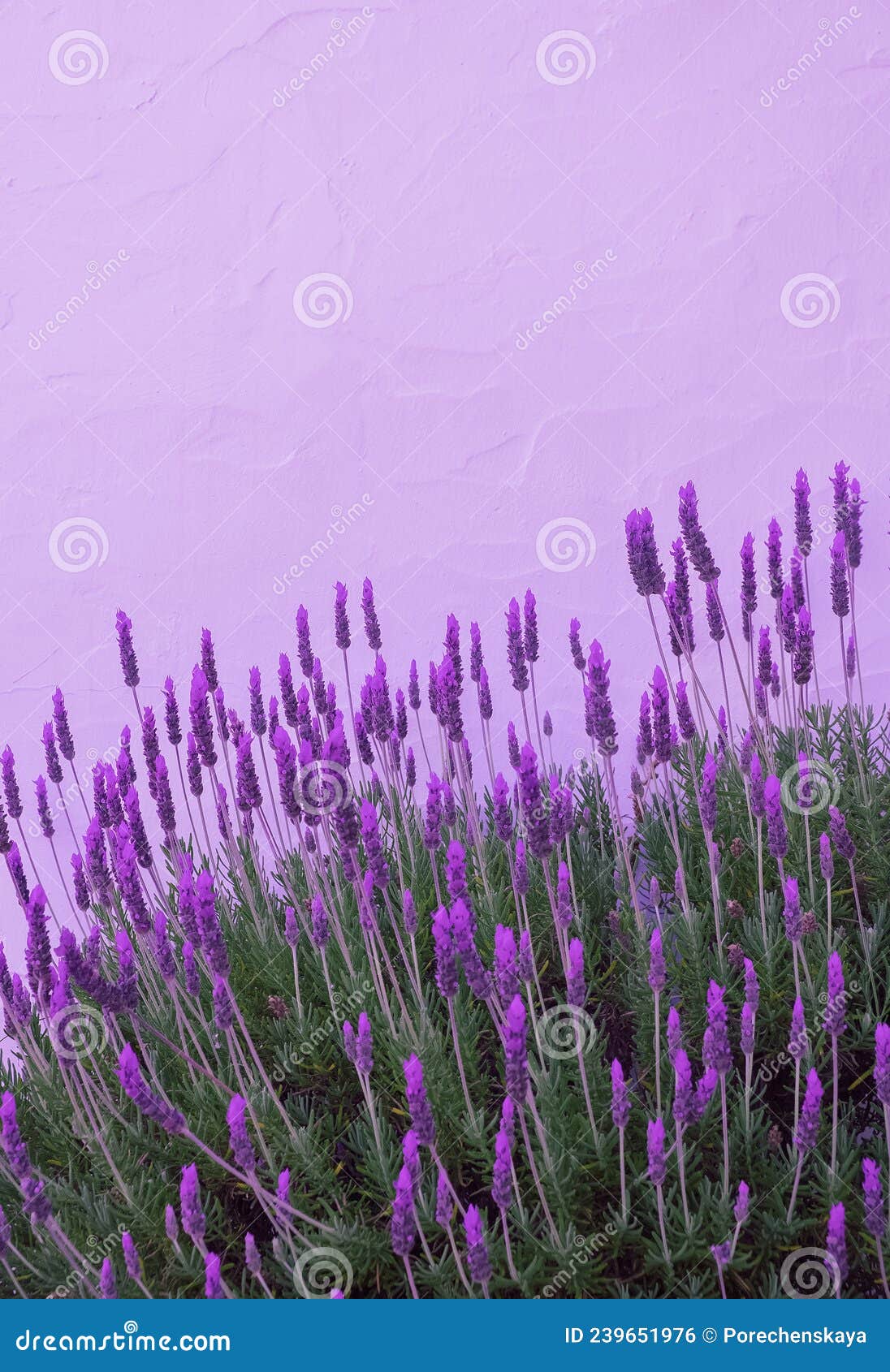 Lavender Flowers Wallpaper. Purple Very Peri Aesthetic. Bio Eco