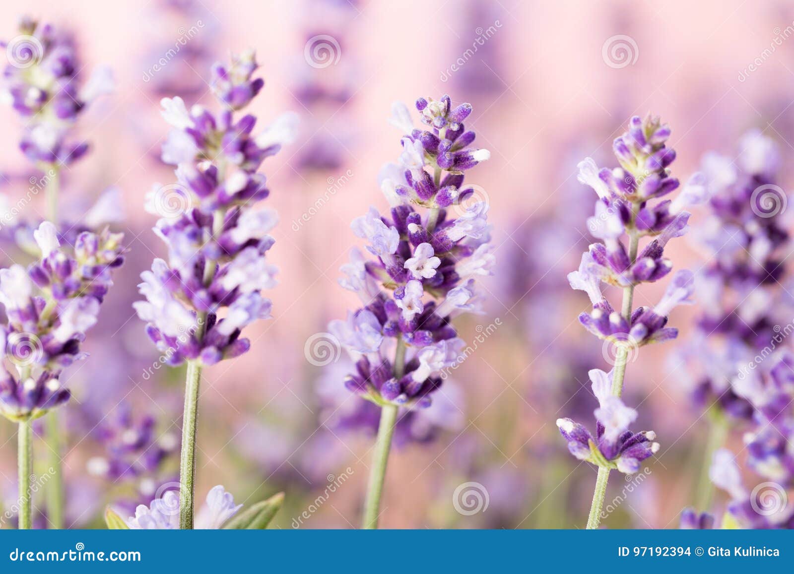 Lavender flowers. stock photo. Image of plant, organic 97192394