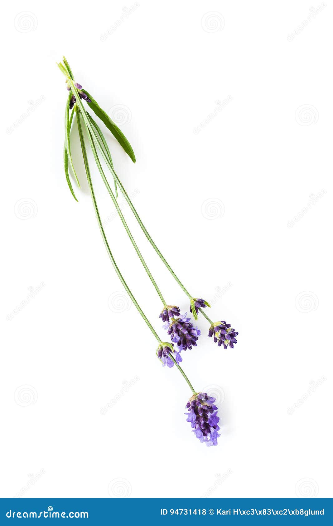 Lavender Flowers On White Background Stock Photo Image of isolated