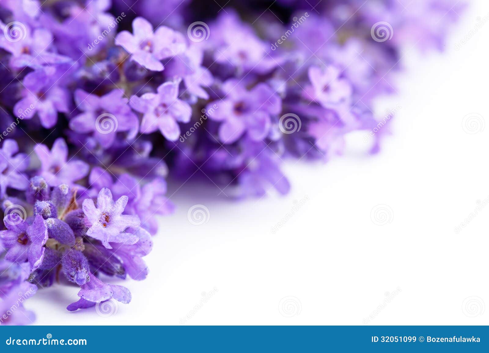 Lavender Flowers stock image. Image of lavandula, garden - 32051099