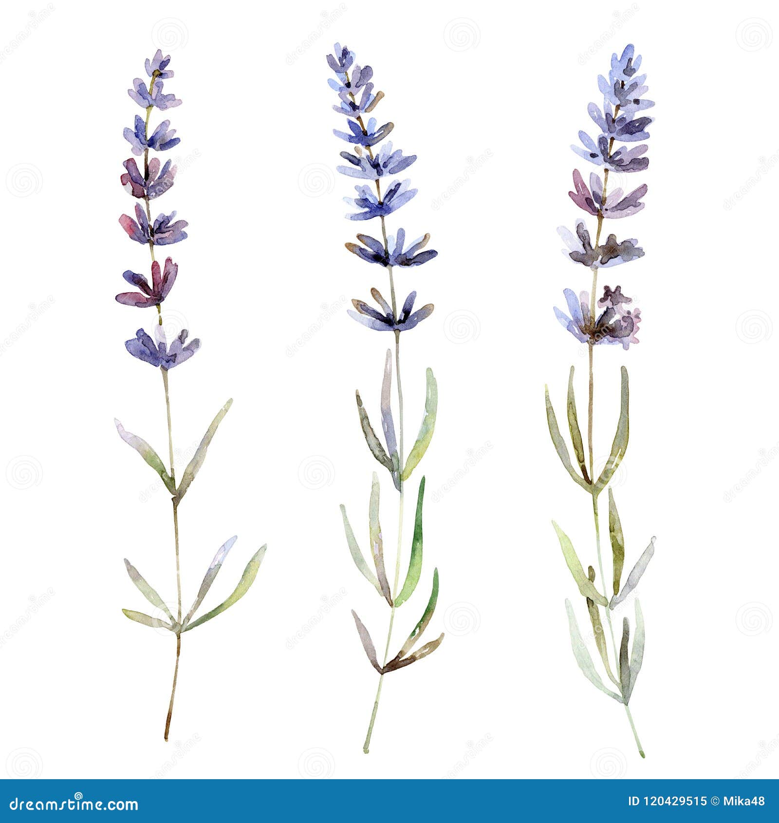 Lavender Flowers on White Background Stock Illustration - Illustration ...