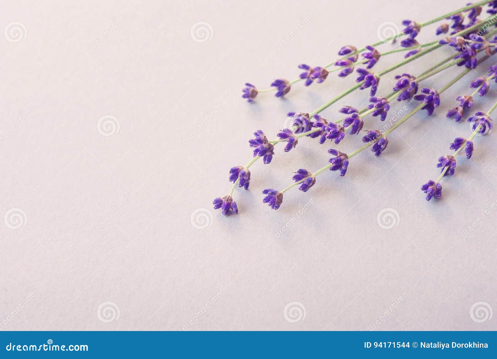 Lavender Flowers for Your Post Card. Beautiful Spring Lavender Flower  Background. Lavender Color. Bunch of Lavender Stock Photo - Image of  homeopathic, closeup: 94171544