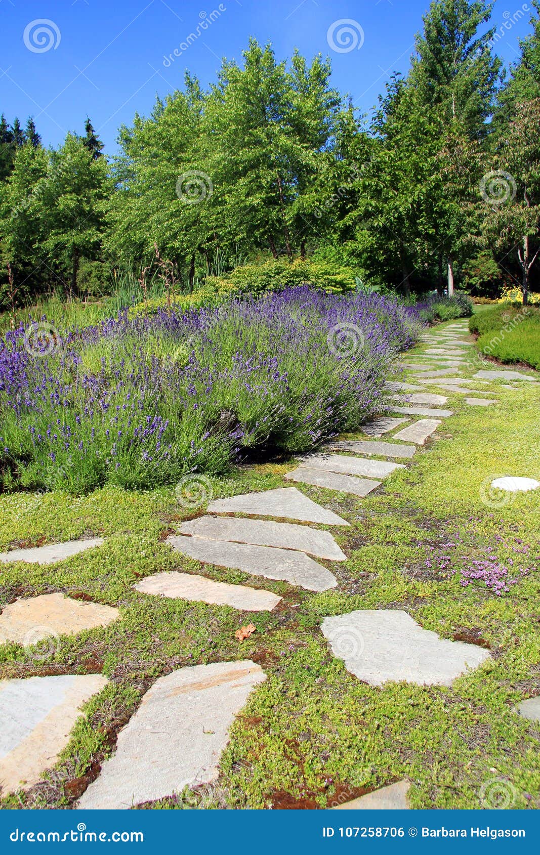 Lavender garden path stock photo. Image of garden, walkway 107258706