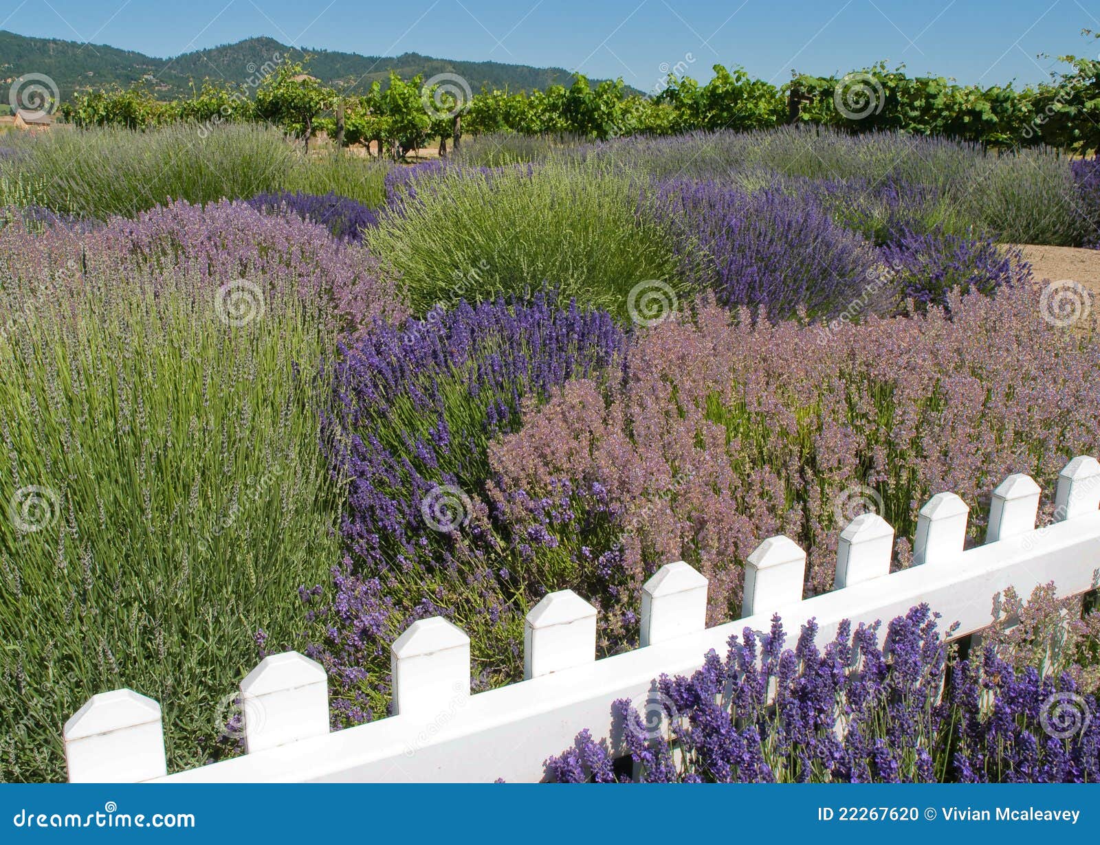 Lavender Garden with Vineyard Stock Photo Image of purple, walkway