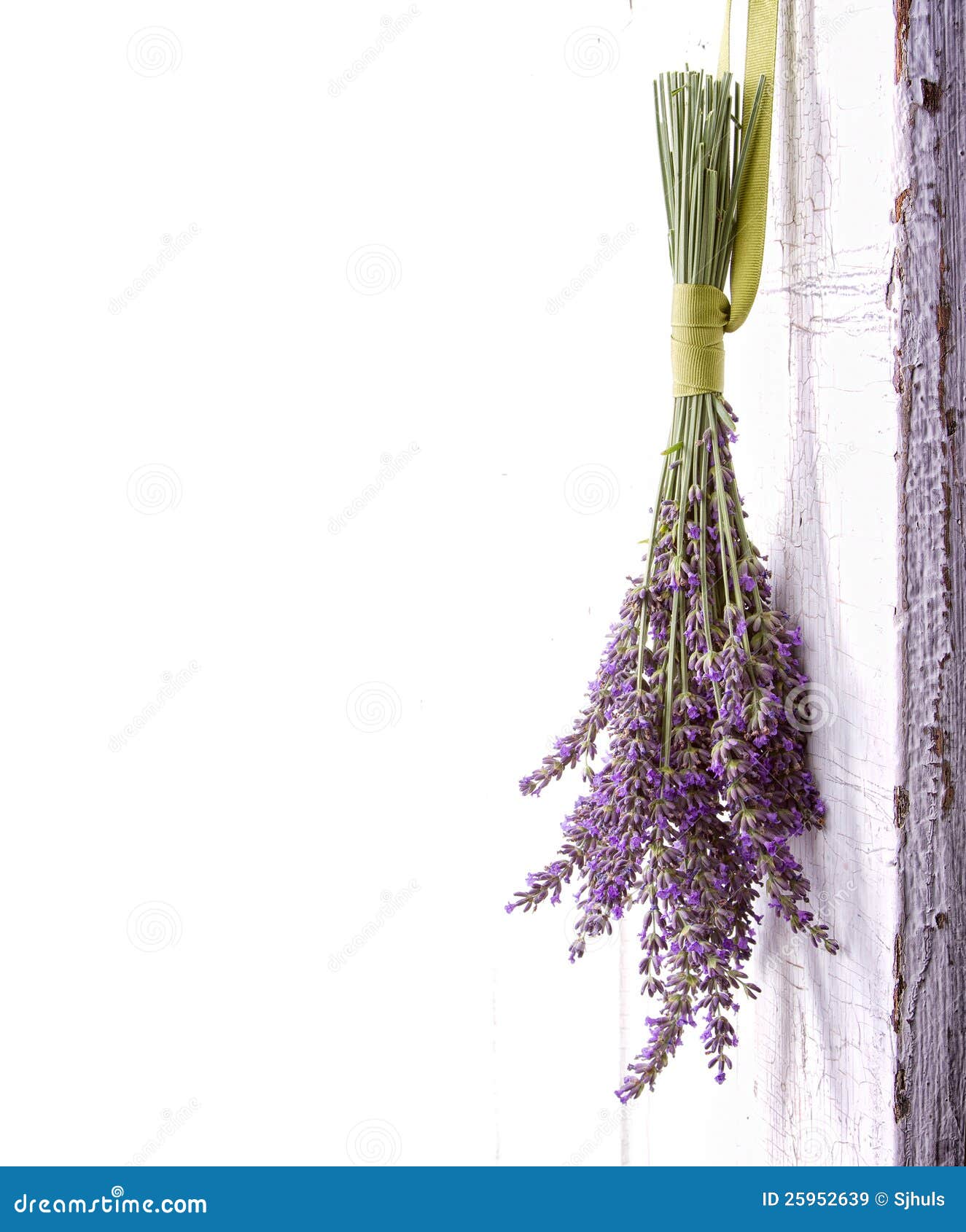 Lavender Hanging from an Old Door Stock Image Image of blossom