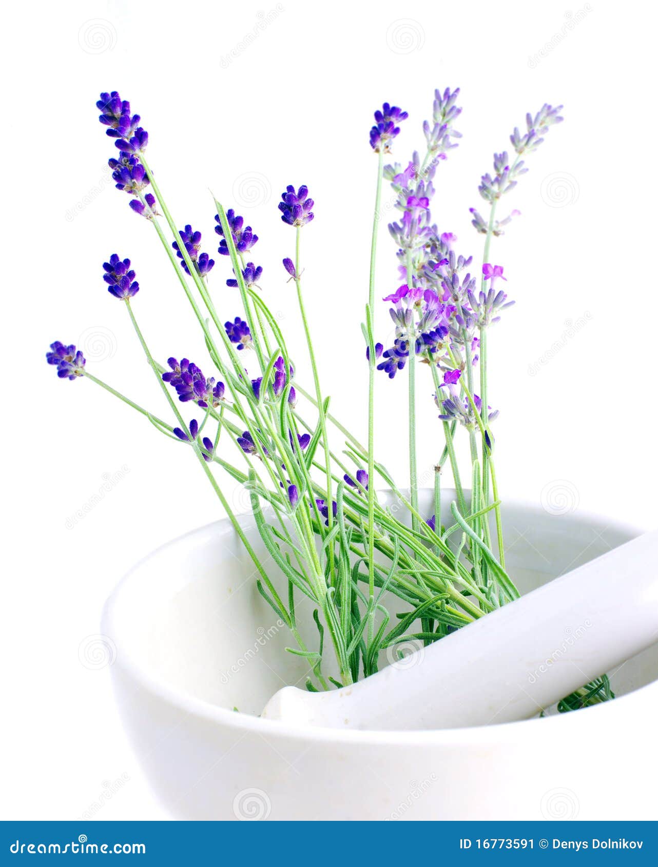 Lavender herb stock image. Image of aromatherapy, alternative 16773591