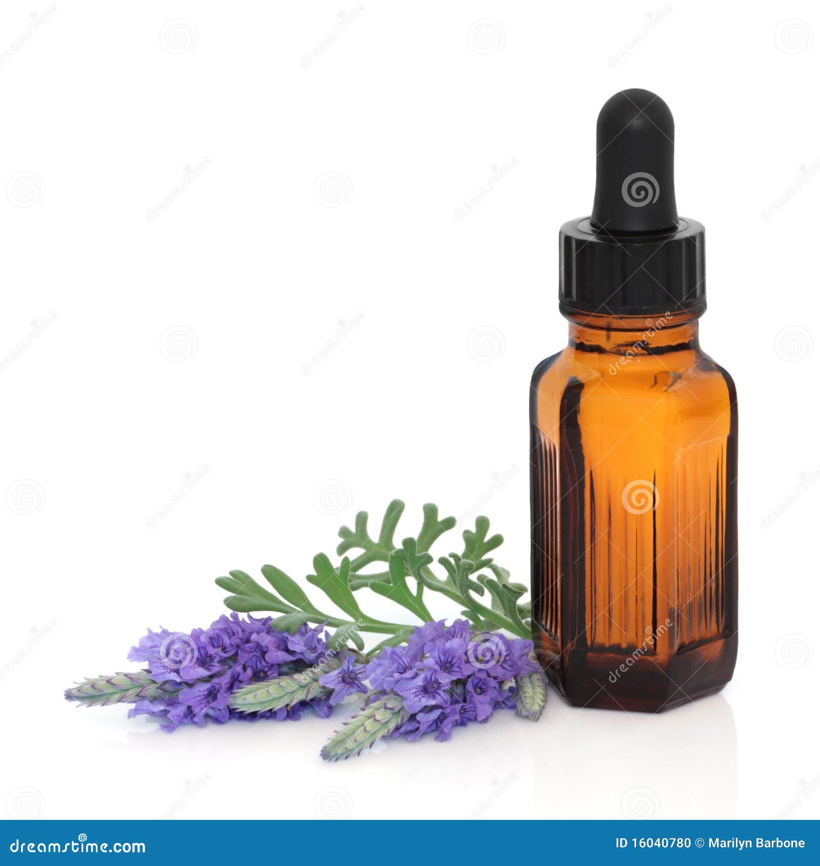 Lavender Herb Flower Essence Stock Photo Image of healthy