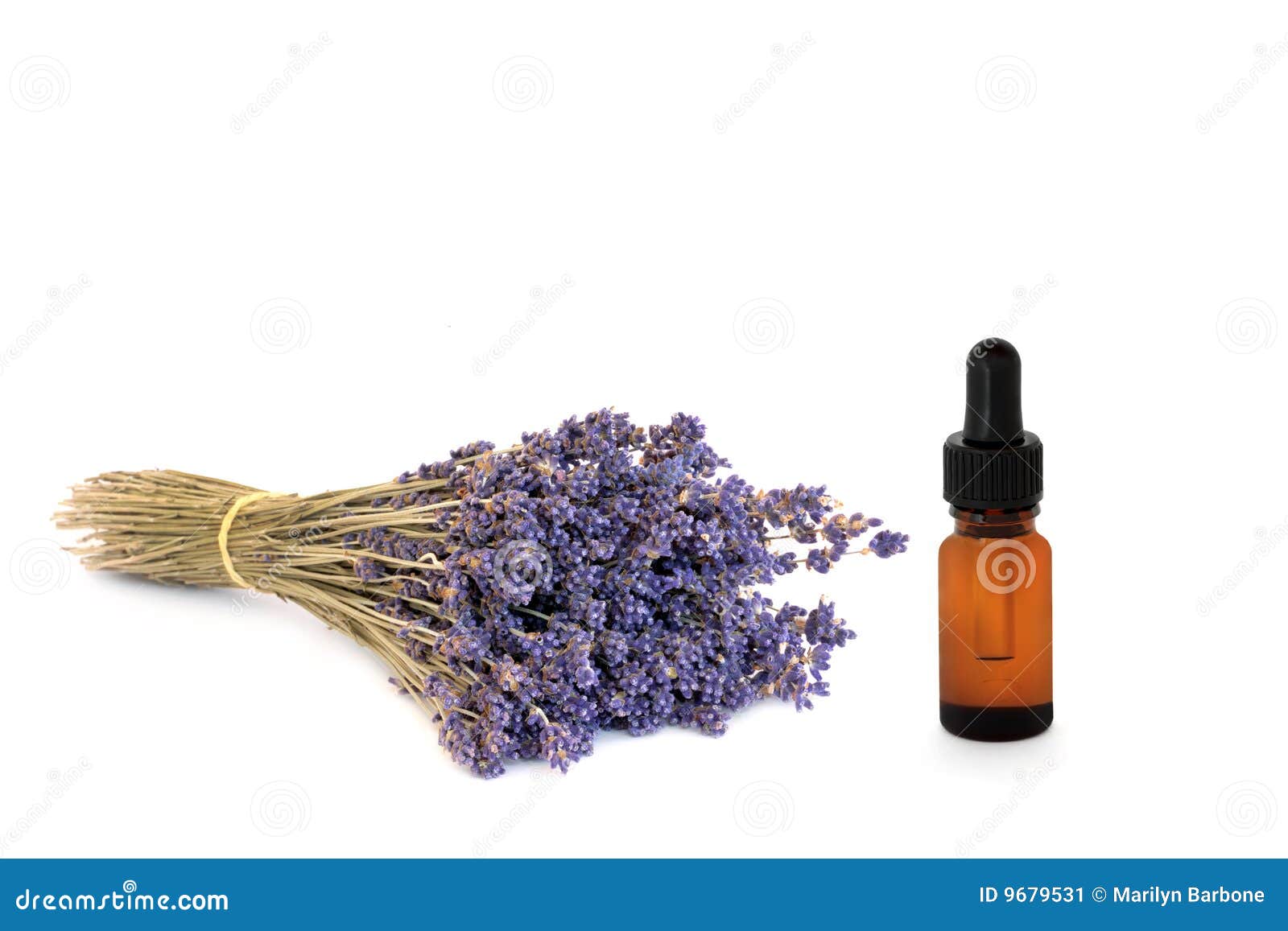 Lavender Herb Flower Essence Stock Image Image of homeopathic, herbal