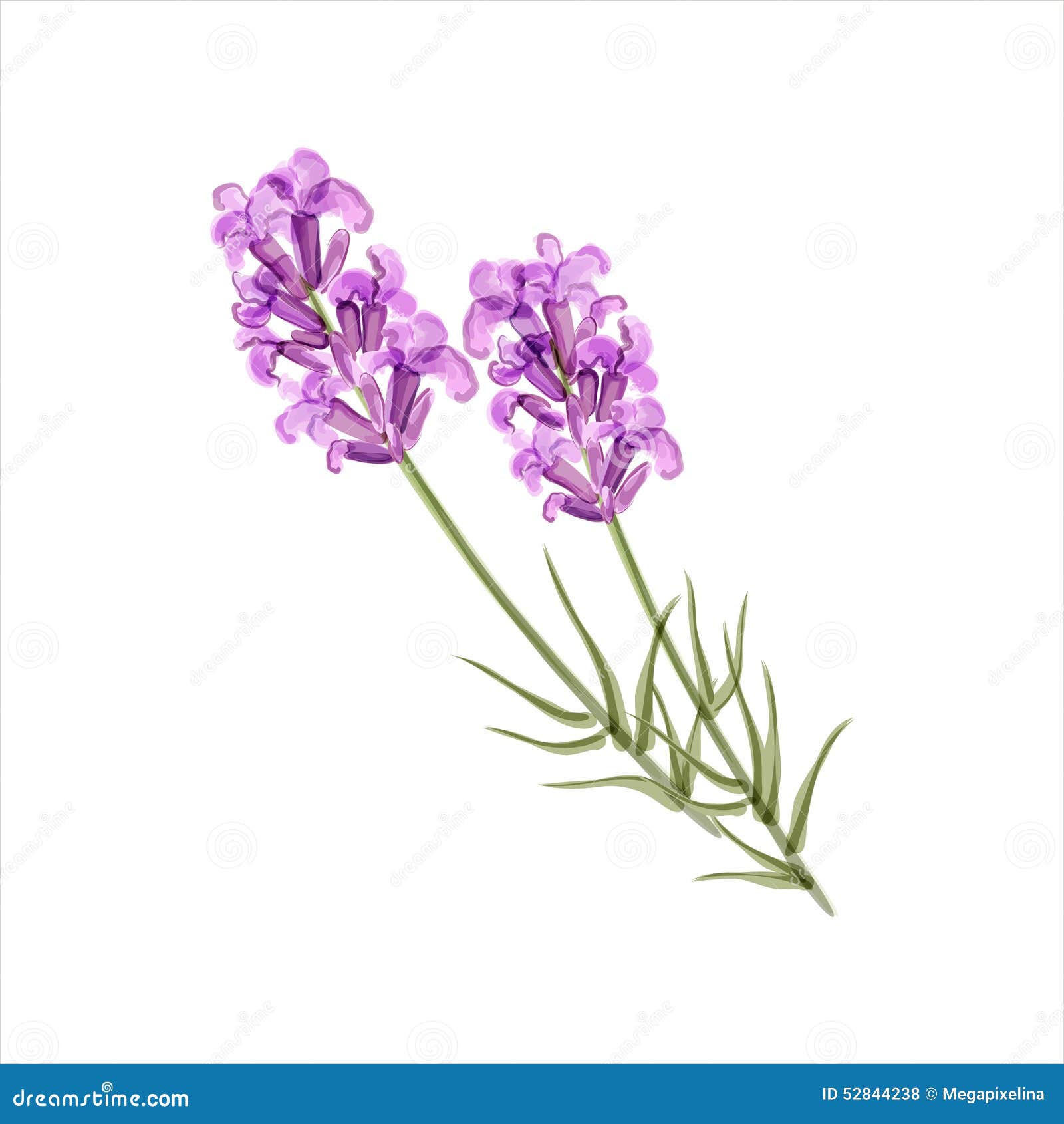 Lavender. Herb flower stock illustration. Illustration of purple - 52844238