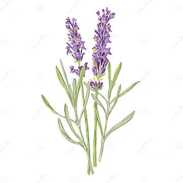 Lavender Illustration. Beautiful Botanical Illustration. Unique Flowers ...