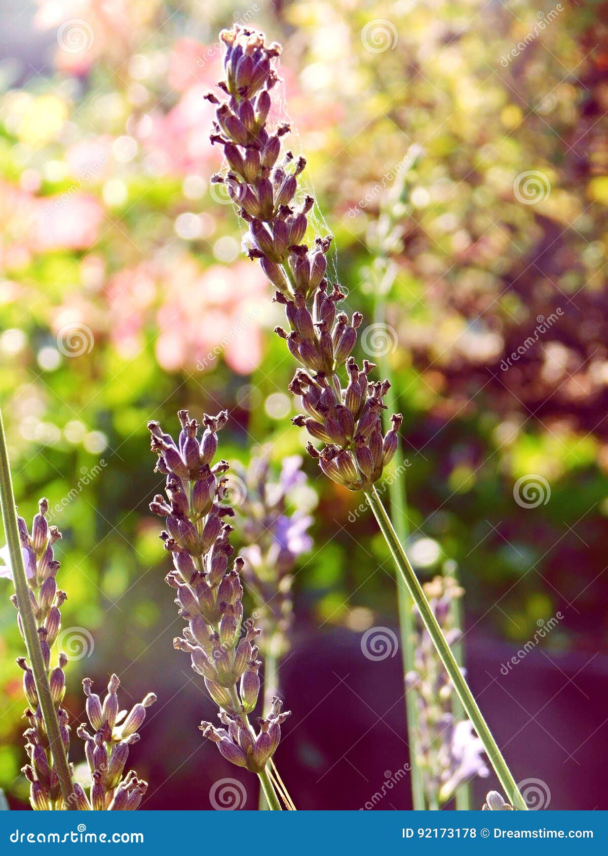 lavender in indian summer stock photo. image of flower - 92173178