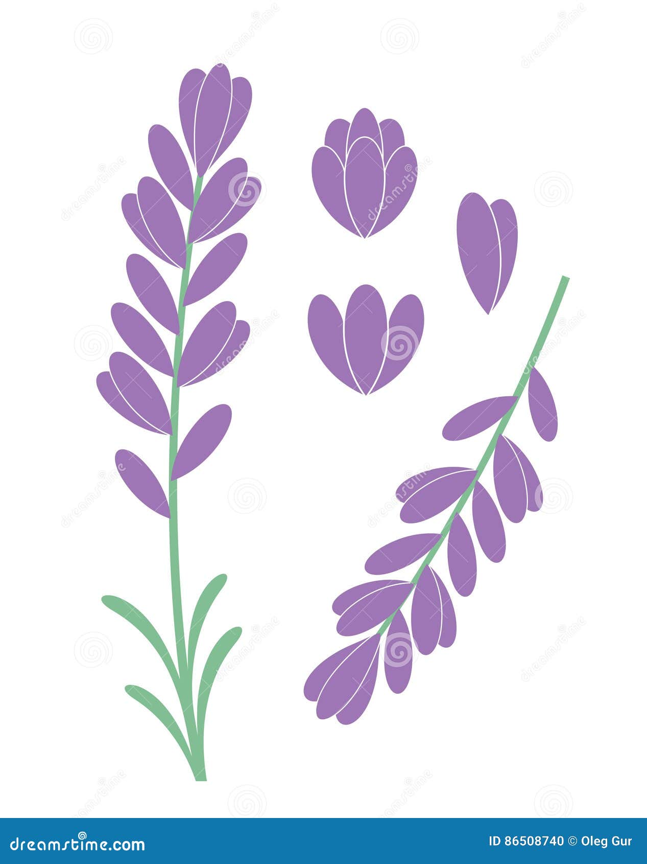 Lavender Set Isolated On White Vector Hand Drawn Illustration Provance ...