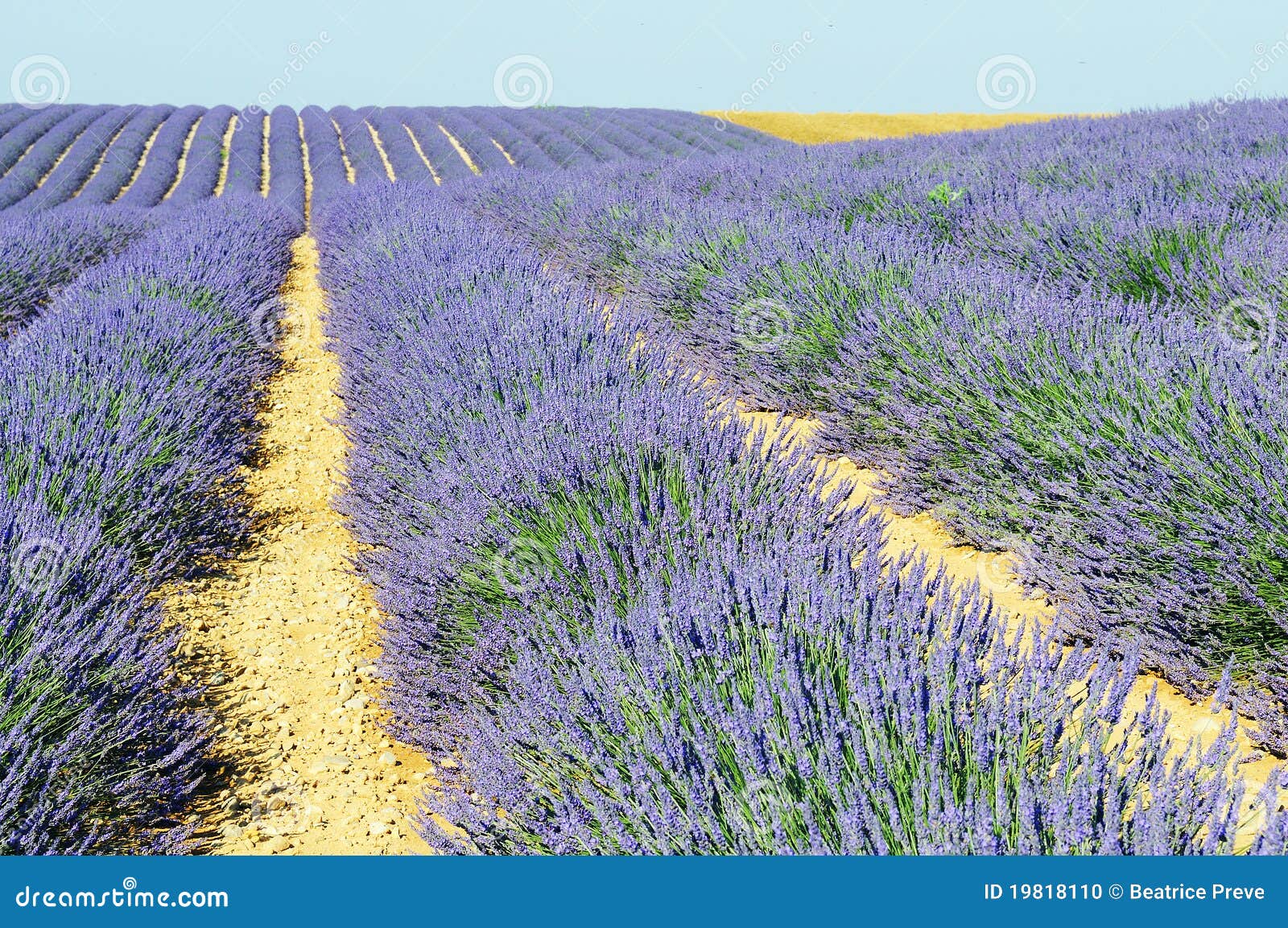 Lavender in the landscape stock photo. Image of bloom - 19818110