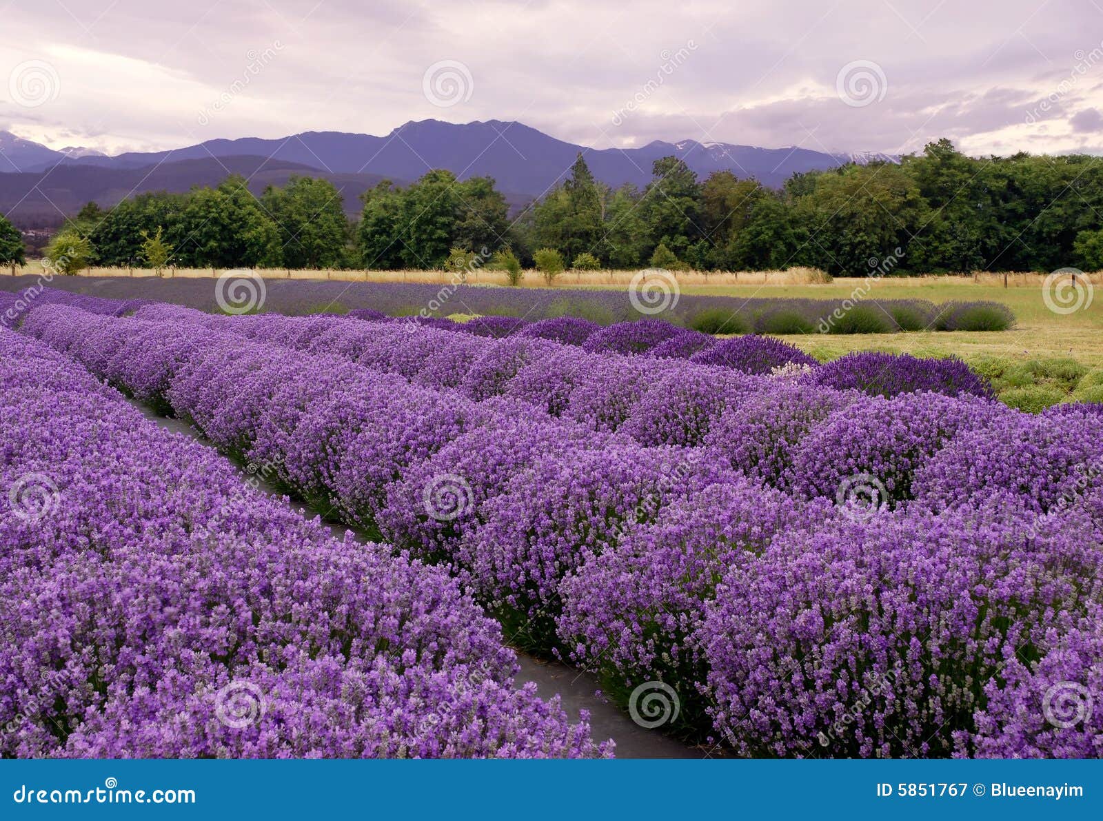 lavender landscape