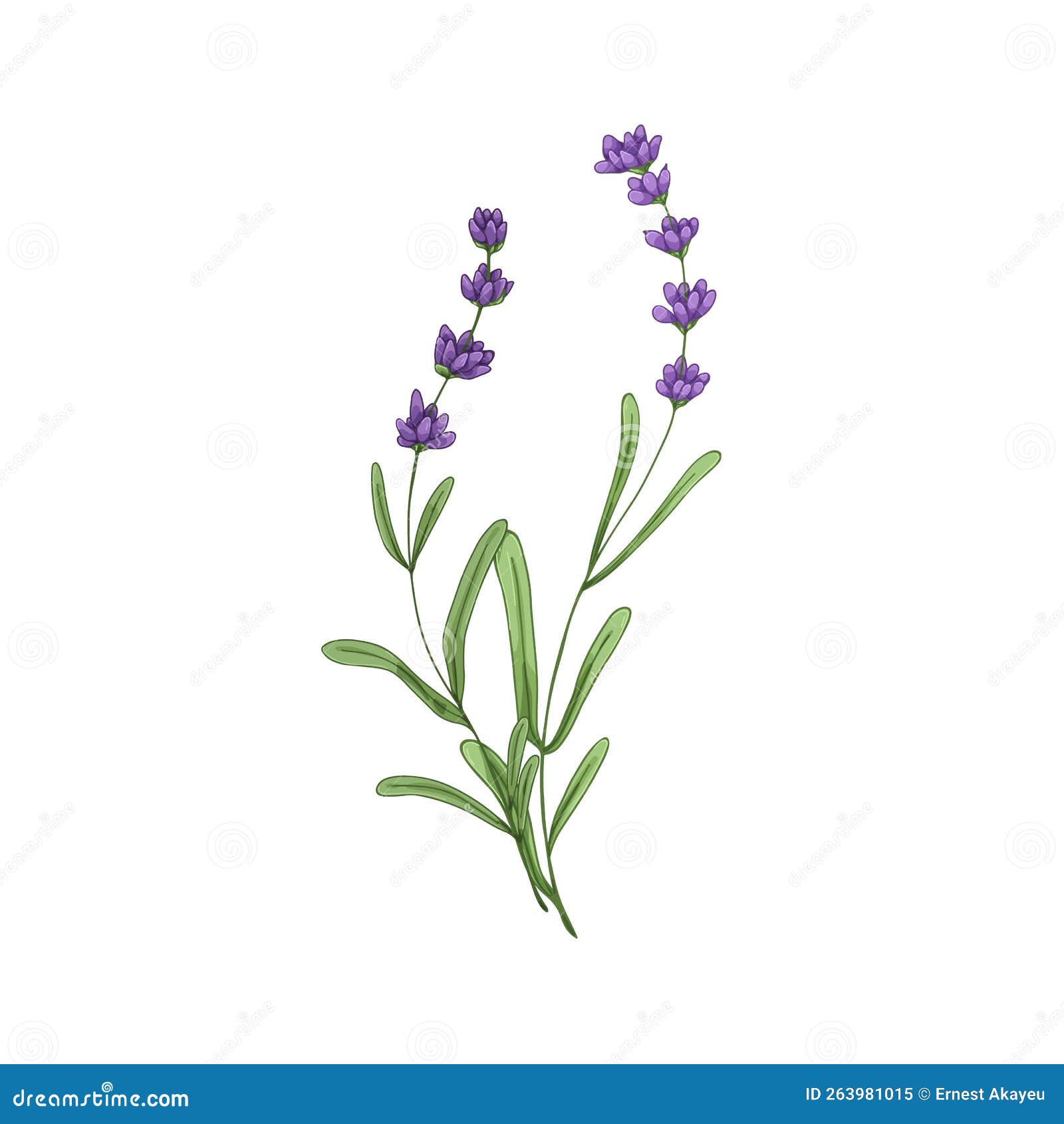 Lavender, Lavanda Flowers. Field Wild Lavendar, Lavandula. Botanical ...