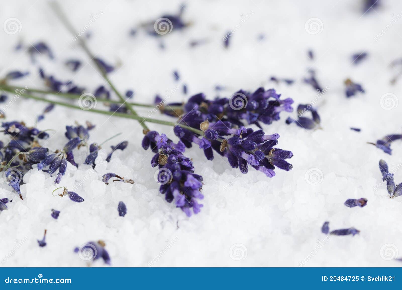 lavender /lavandula angustifolia aromatico/