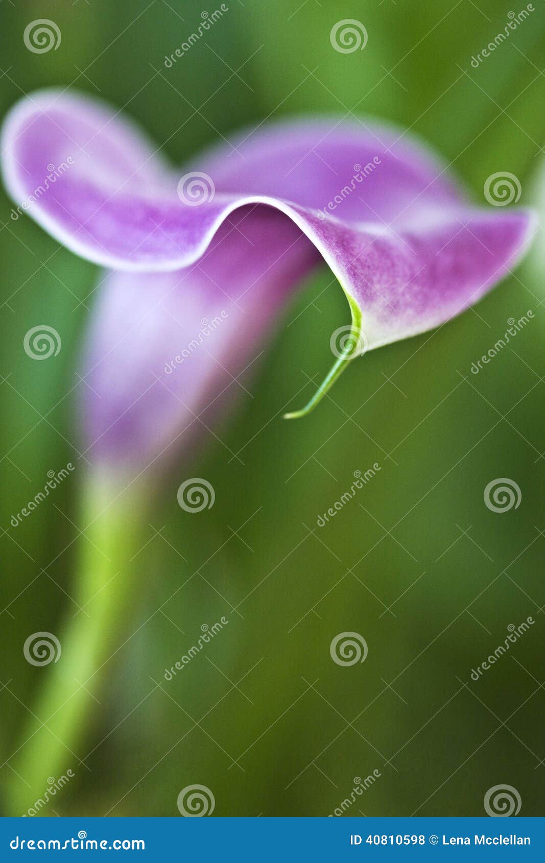 Lavender Lily stock photo. Image of beautiful, gorgeous - 40810598