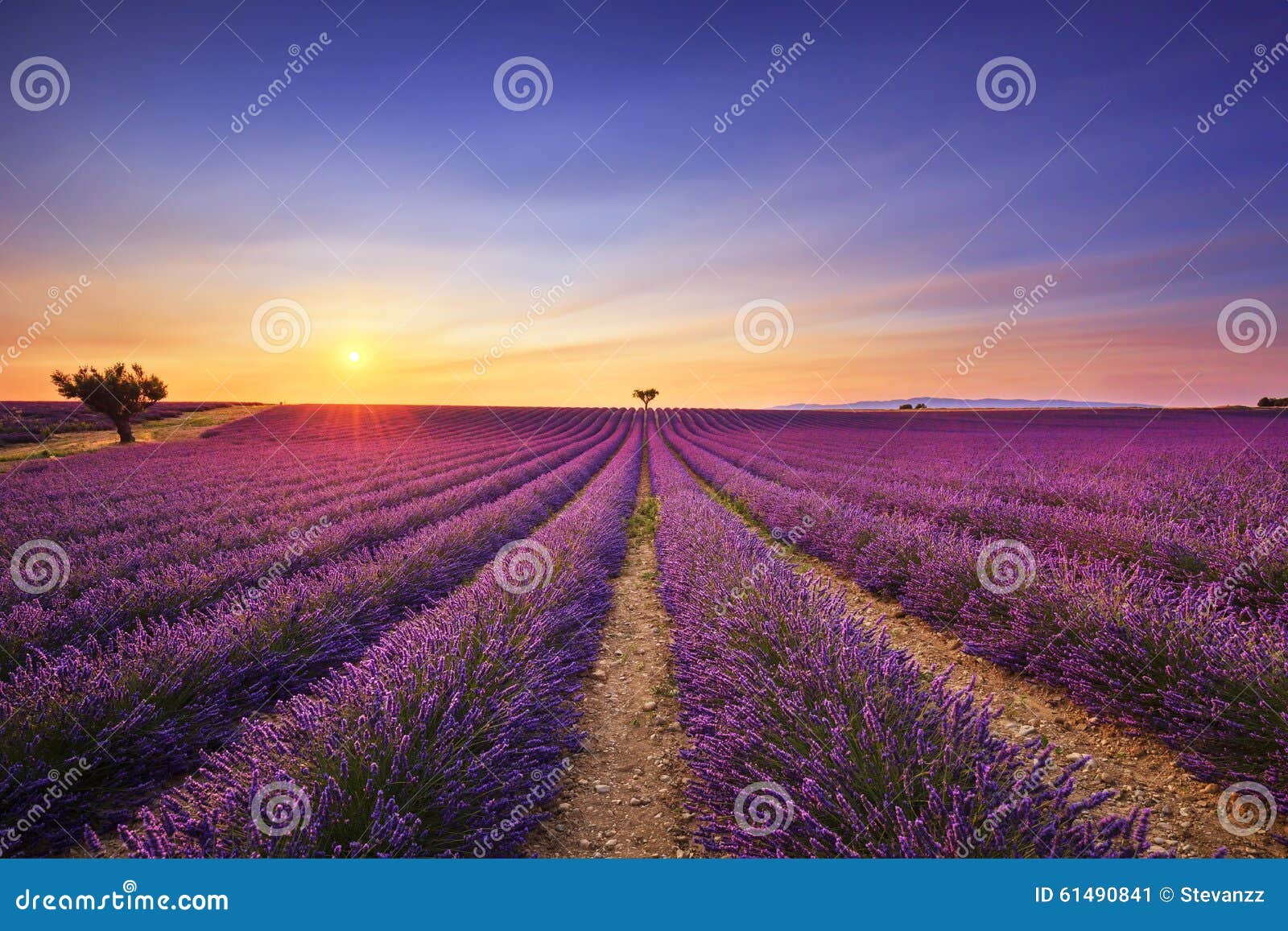 Lavender and Lonely Trees Uphill on Sunset. Provence, France Stock ...