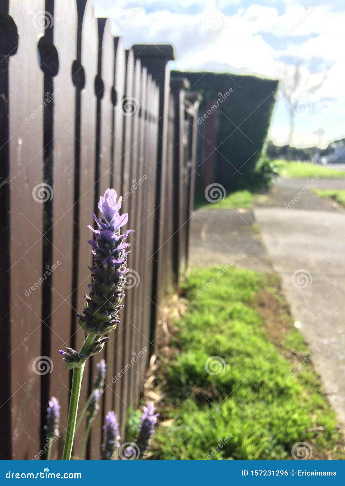 a lavender outside of the woode fance