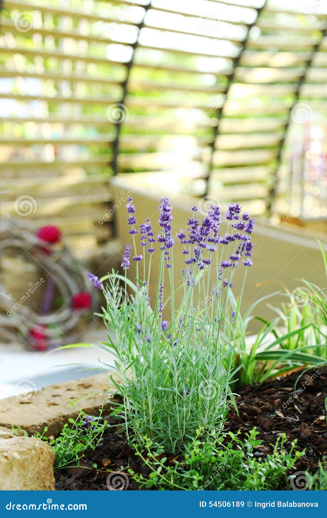 Lavender in patio stock image. Image of lilac, nature 54506189