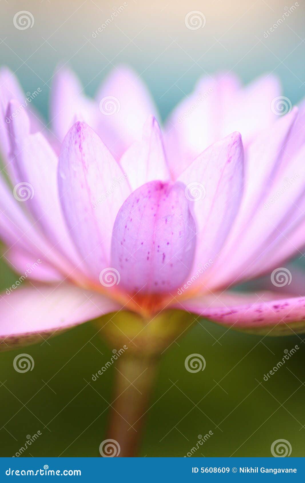 lavender petal