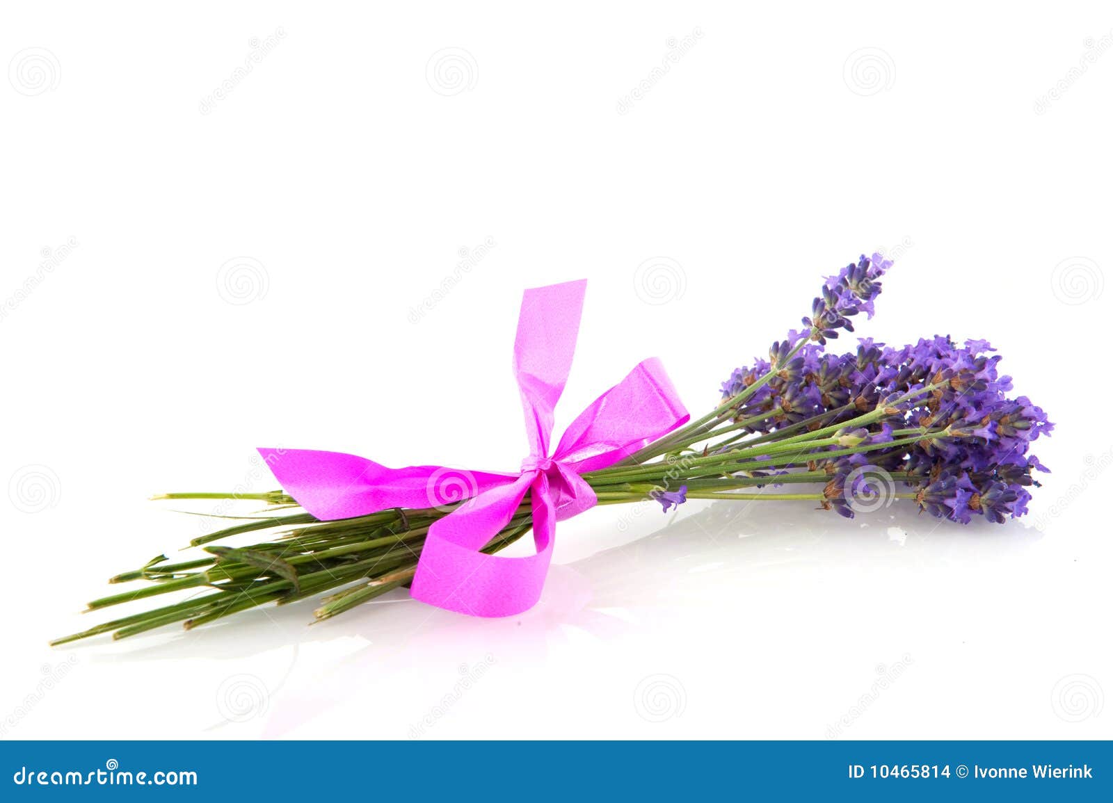 Lavender with pink bow stock photo. Image of purple, sprigs - 10465814