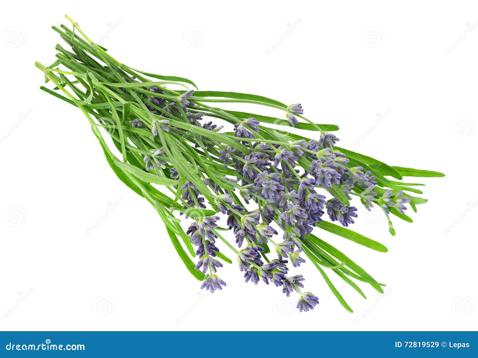 Lavender Plant Blossom Isolated on White Stock Image Image of plant