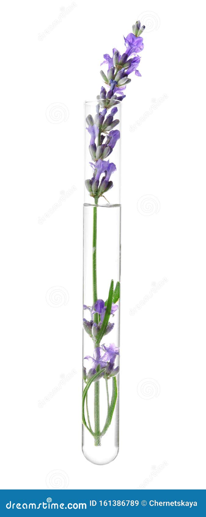 Lavender Plant in Test Tube on White Stock Image Image of background