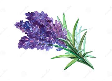 Lavender Plant Watercolor Illustration Isolated Stock Illustration ...