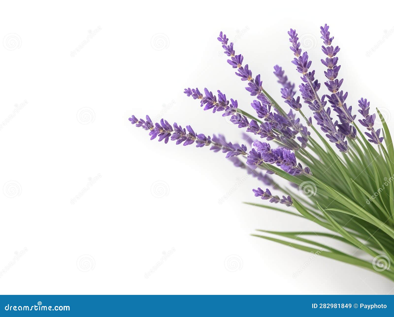 Lavender Plant on White Background. Stock Illustration Illustration