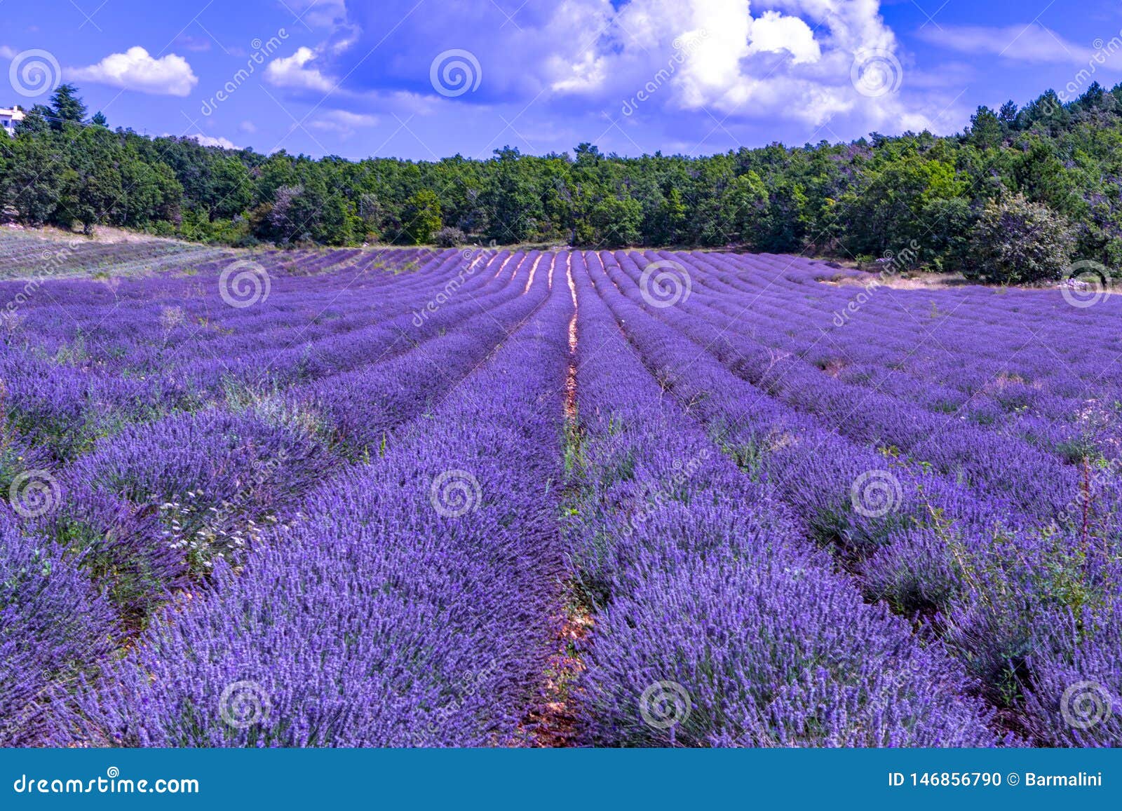 Lavender of Provence, Summer Fields with Blossoming Purple Lavender ...
