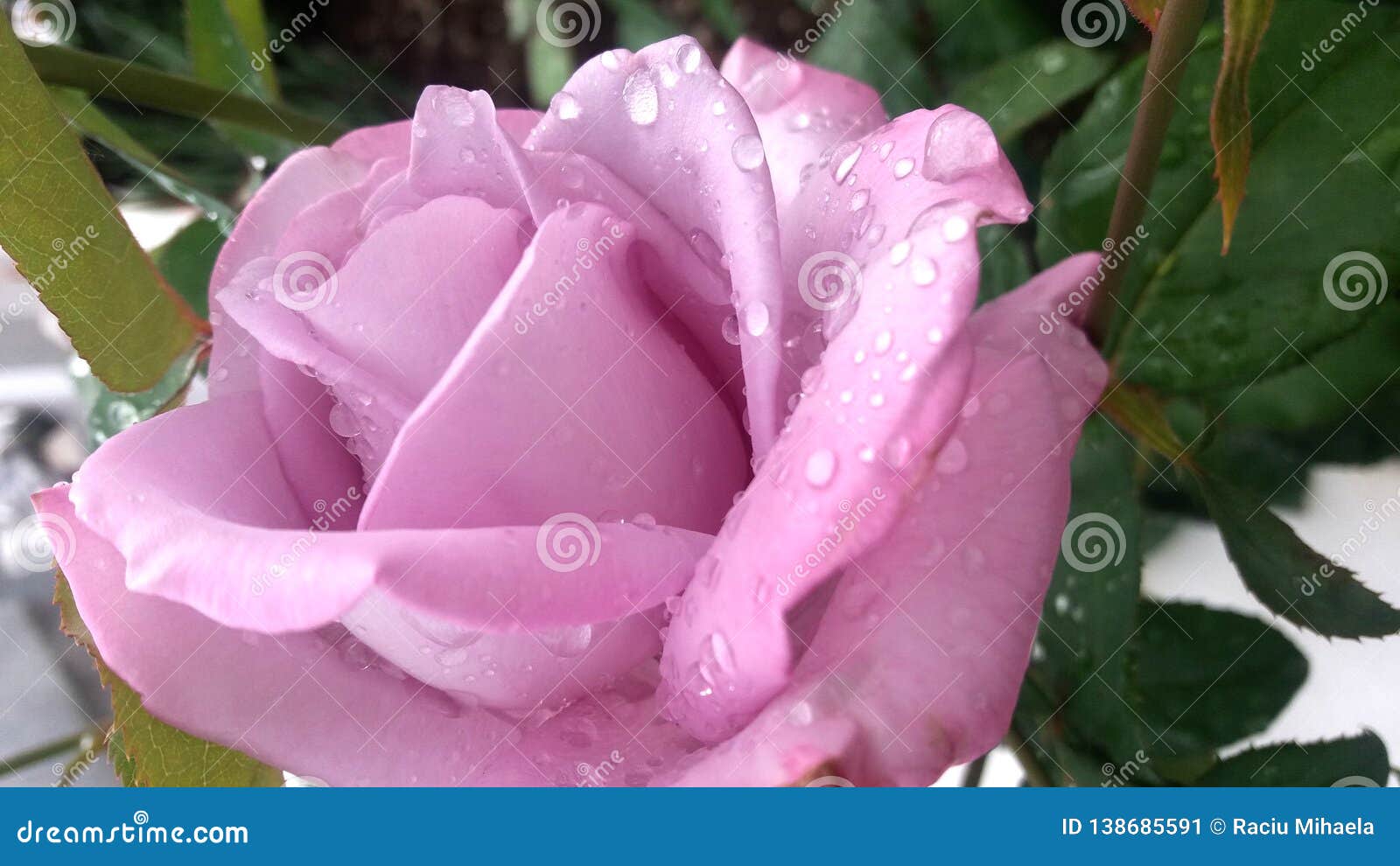 Lavender Purple  Rose  With Raindrops  Stock Image Image 