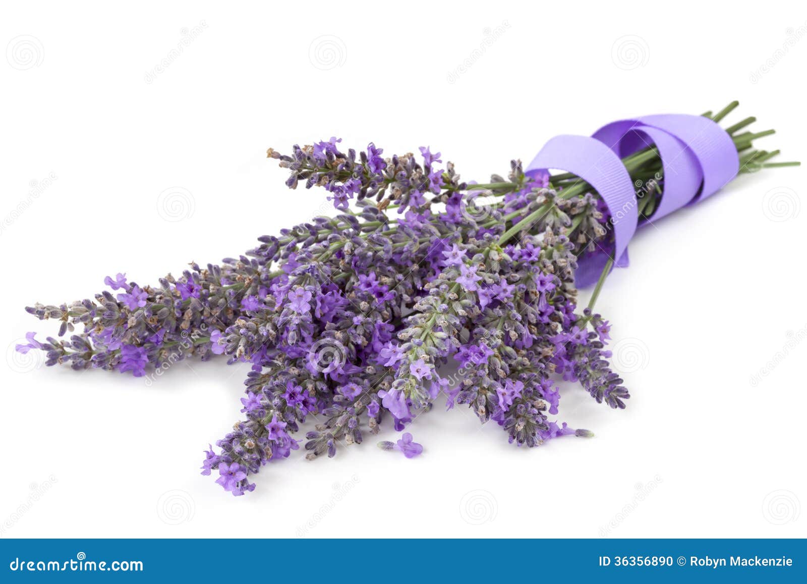 Lavender with Ribbon Over White Stock Photo - Image of tied, isolated ...