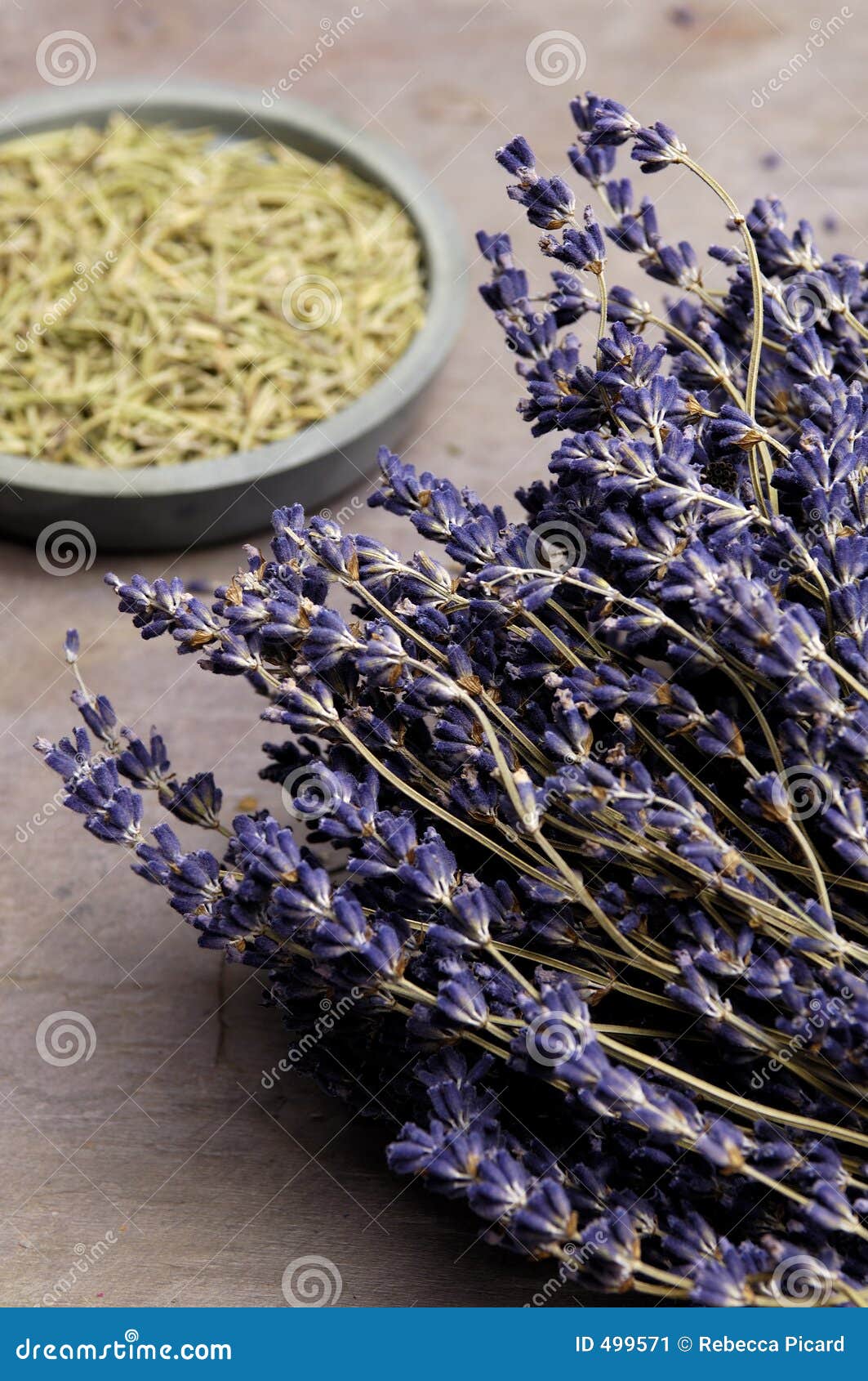 Lavender and Rosemary stock image. Image of natural, botanics 499571