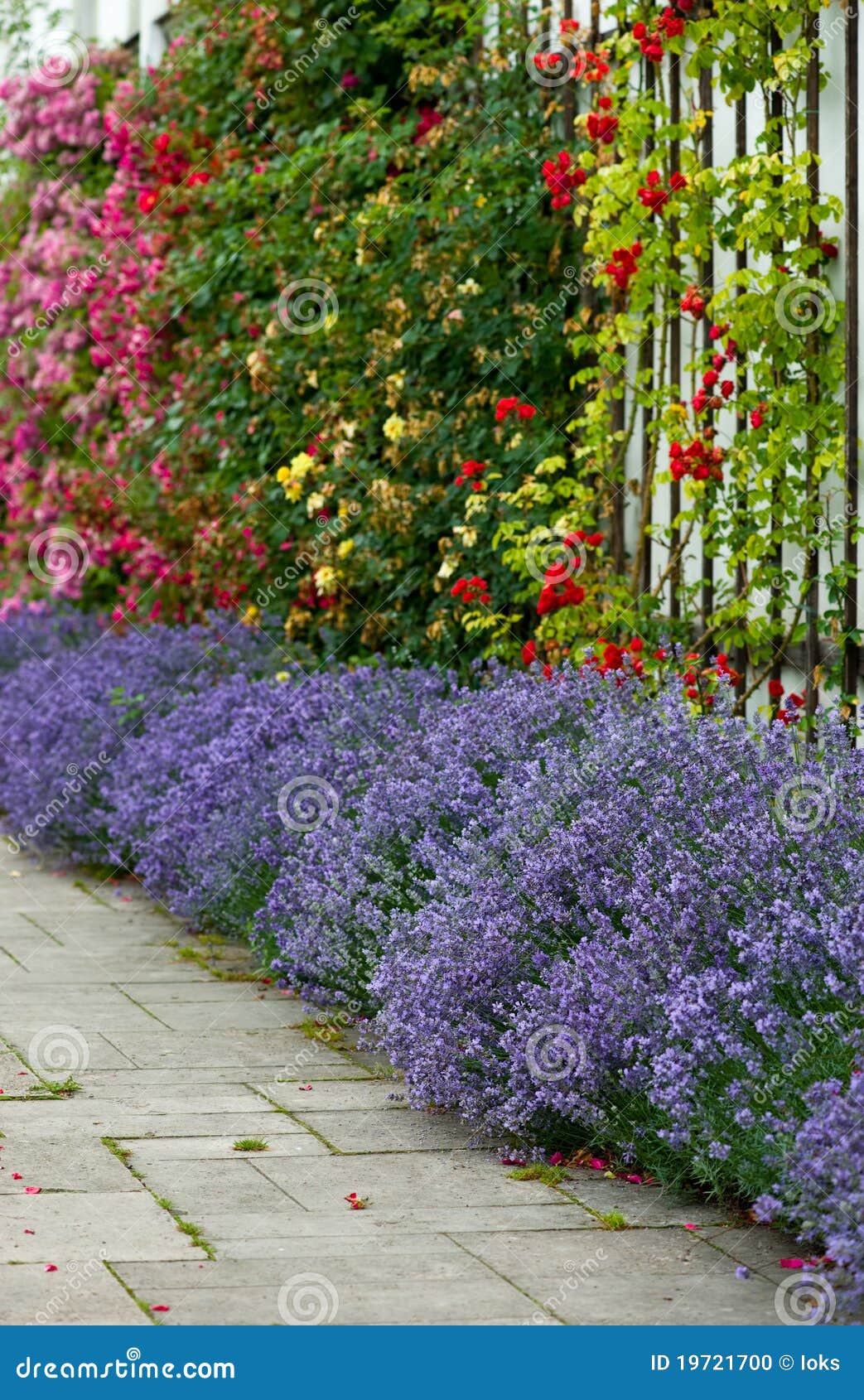 Lavender and Roses stock photo. Image of purple, bloom 19721700