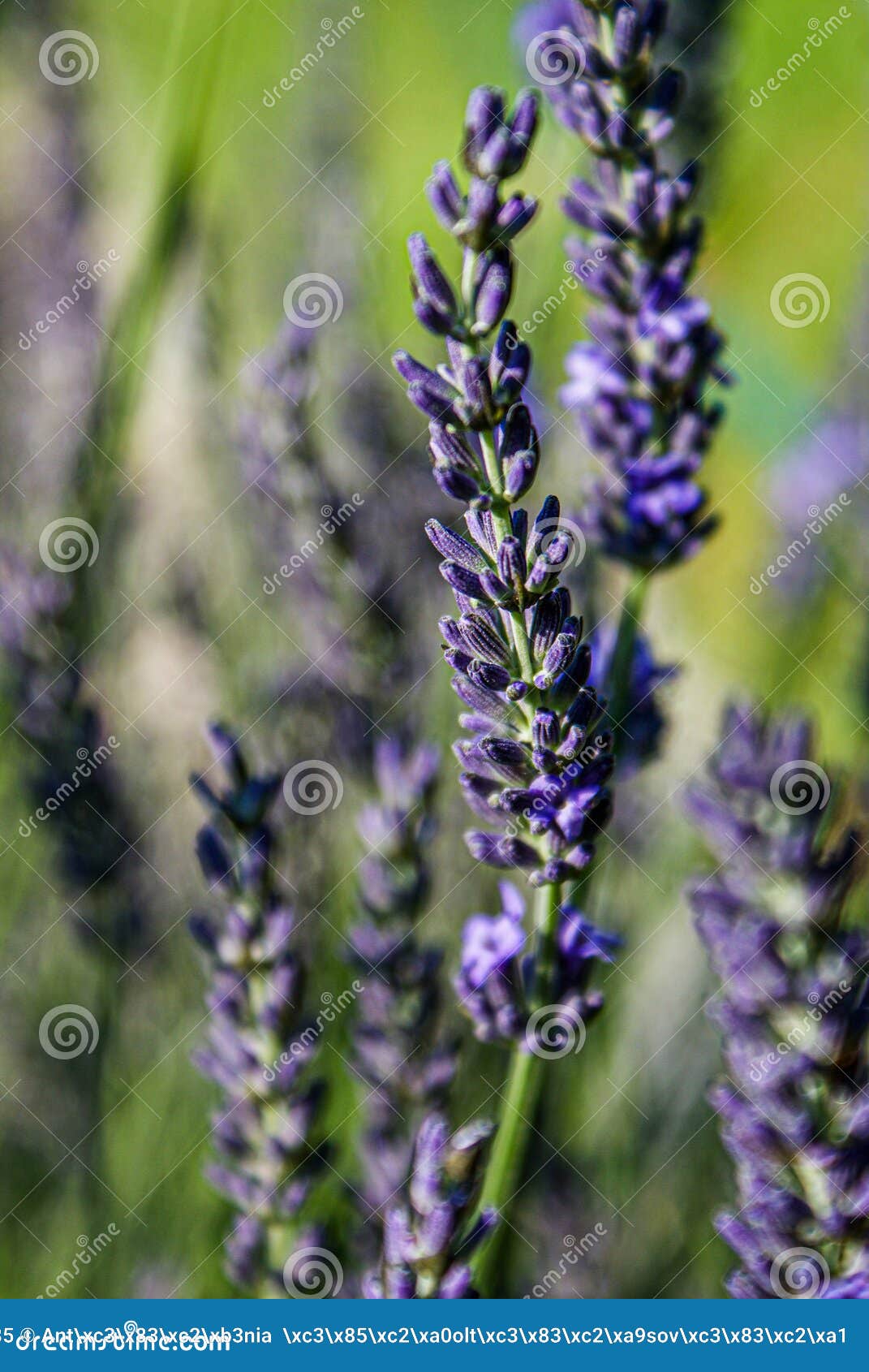 Lavender season stock image. Image of lavender, field 257067385