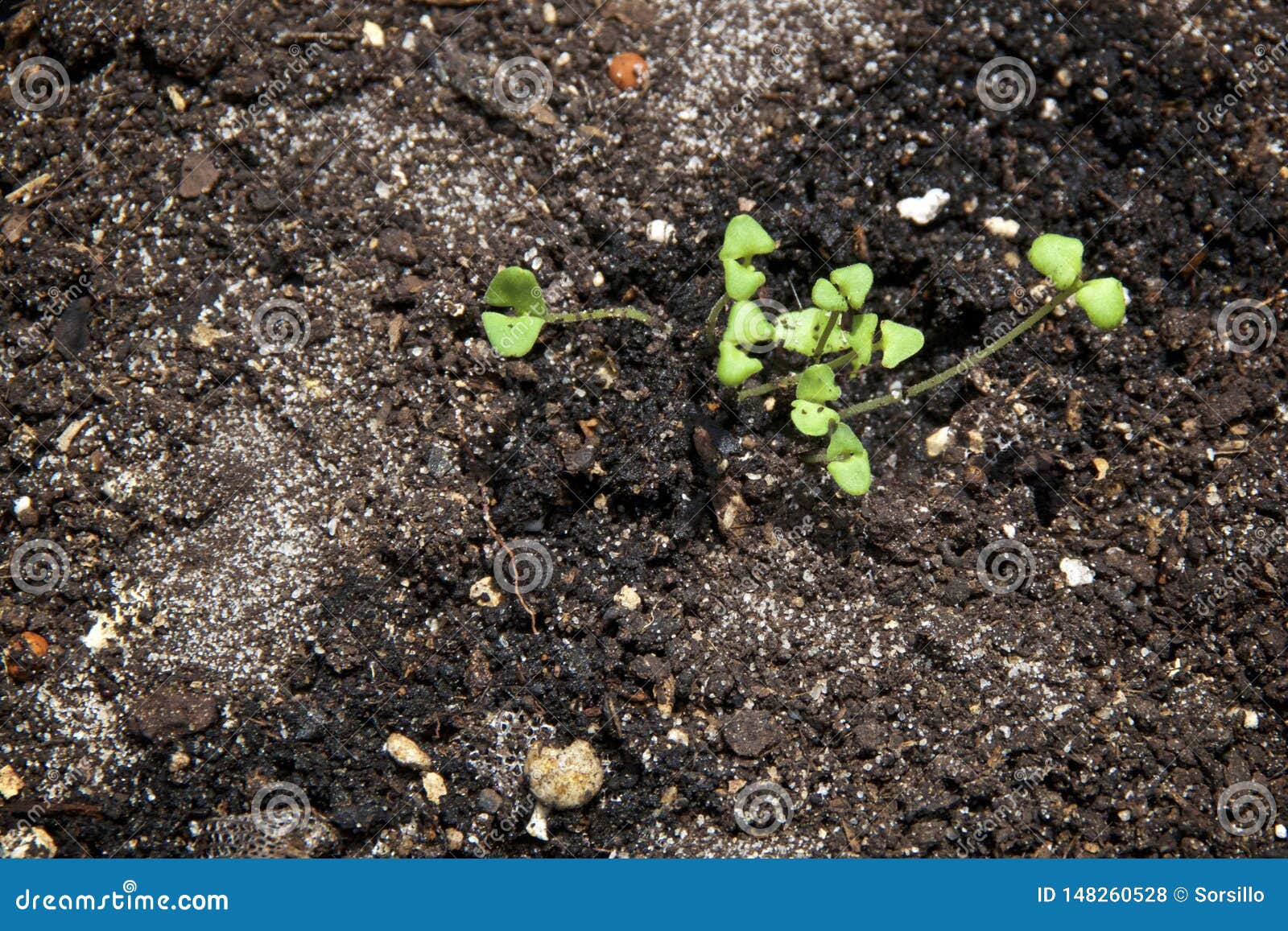 lavender seedlings lavender seedlings