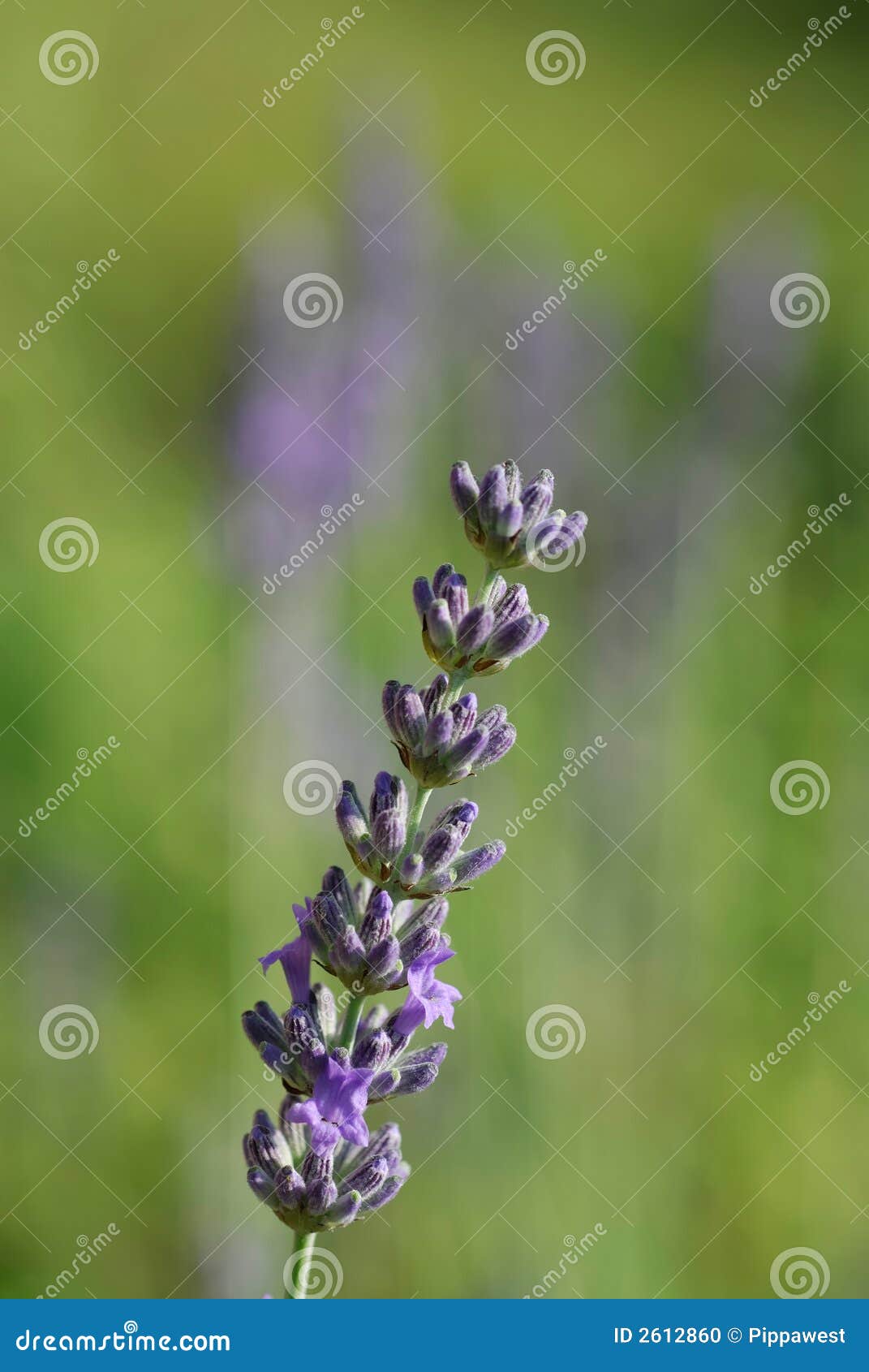 Lavender solo stock photo. Image of gardens, lavender 2612860