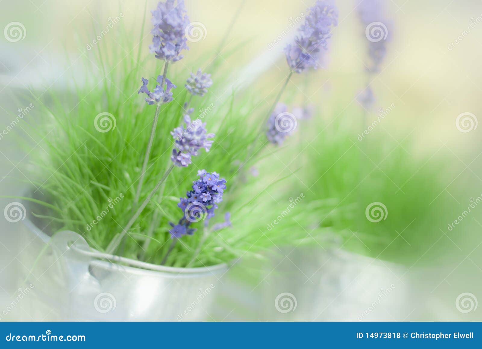 Lavender Sprigs stock photo. Image of tubs, green, gardening 14973818
