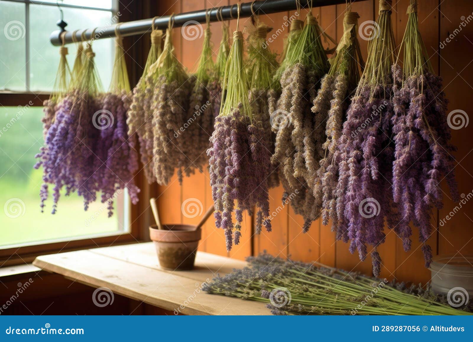 Lavender Sprigs Spread on a Wire Rack, Drying Naturally Stock Photo