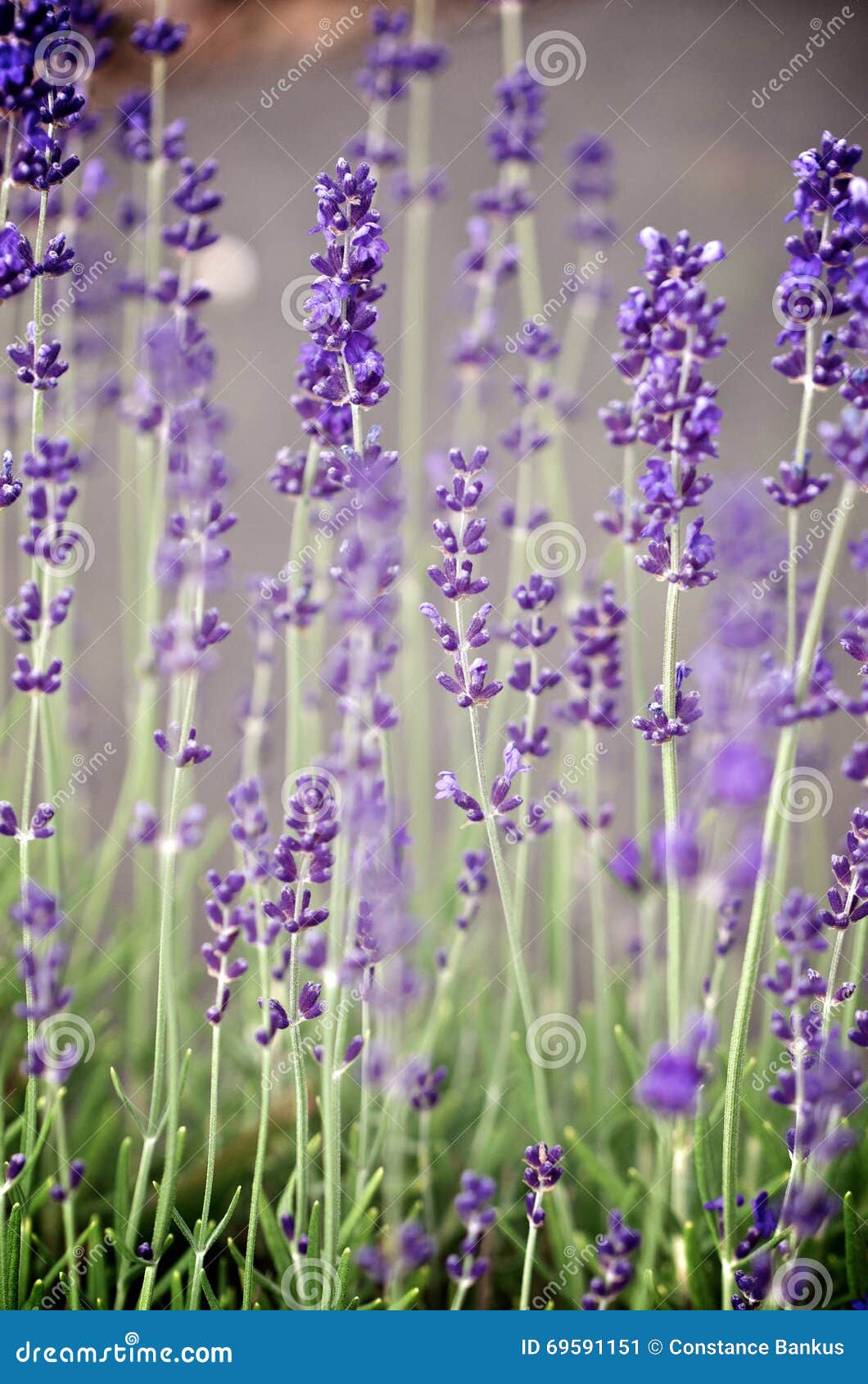 Lavender Stalks in Spring stock image. Image of closeup 69591151