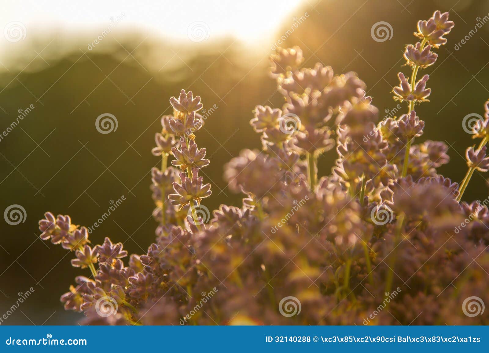 Lavender in the sun stock photo. Image of herb, outdoors 32140288