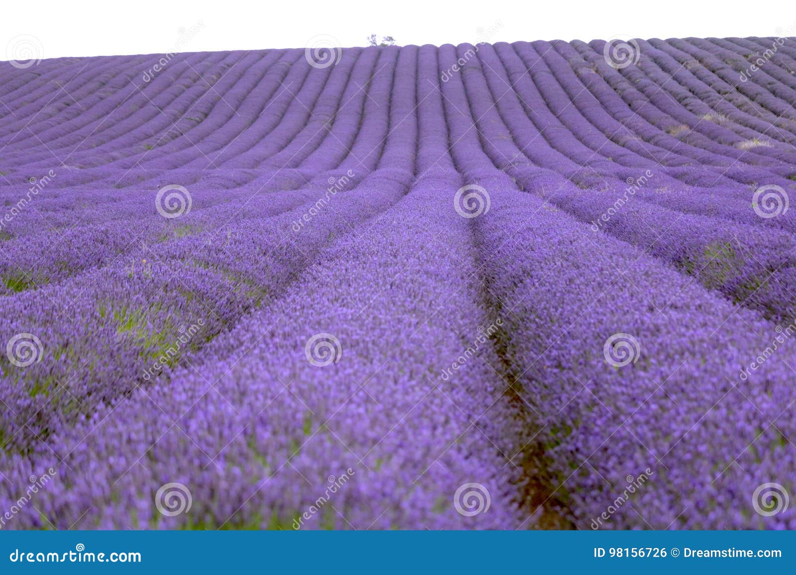 lavender and sunflower field in hitchin, england