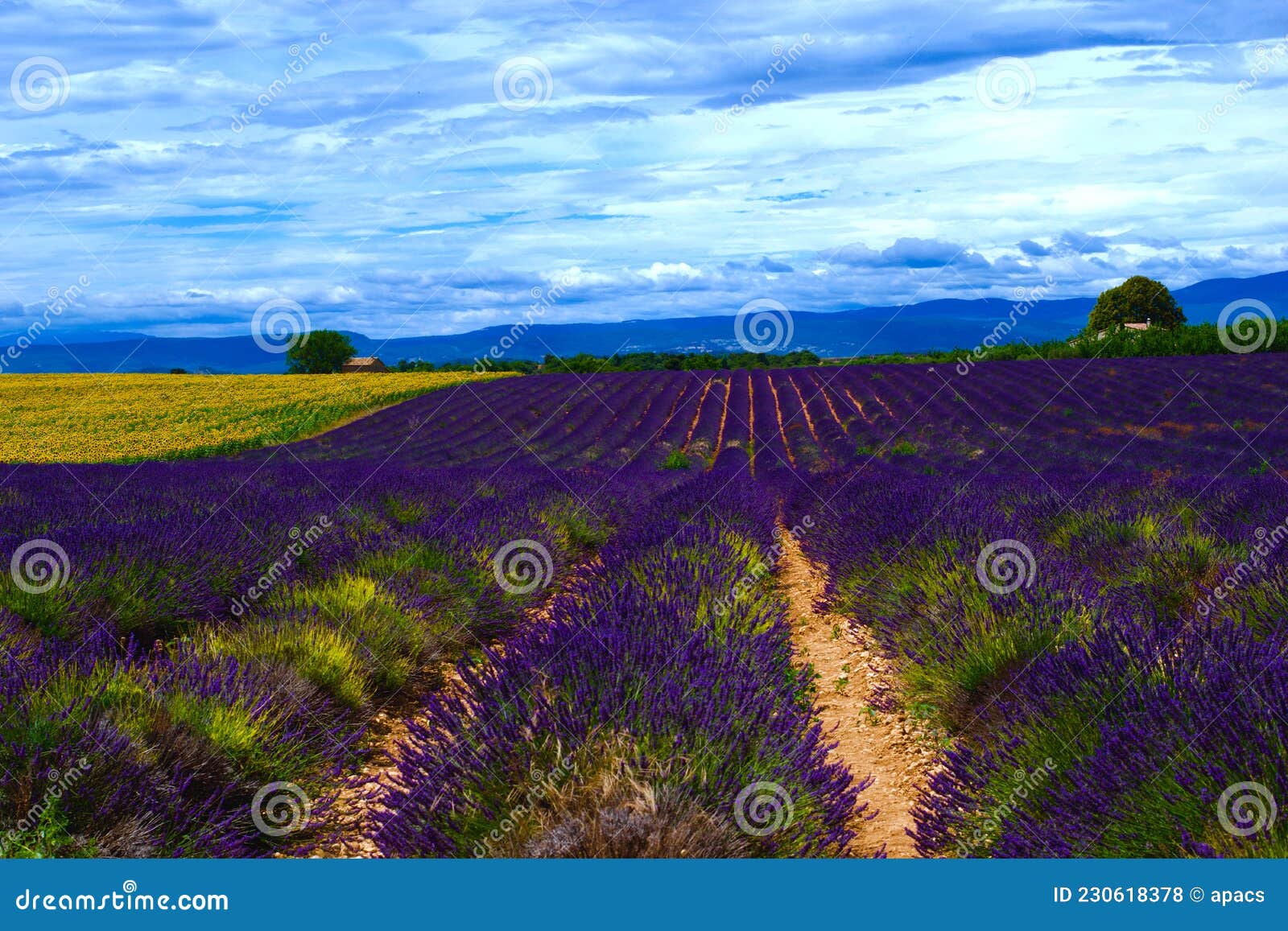 Lavender and Sunflower Fields in Bloom in Provence, France Stock Photo ...
