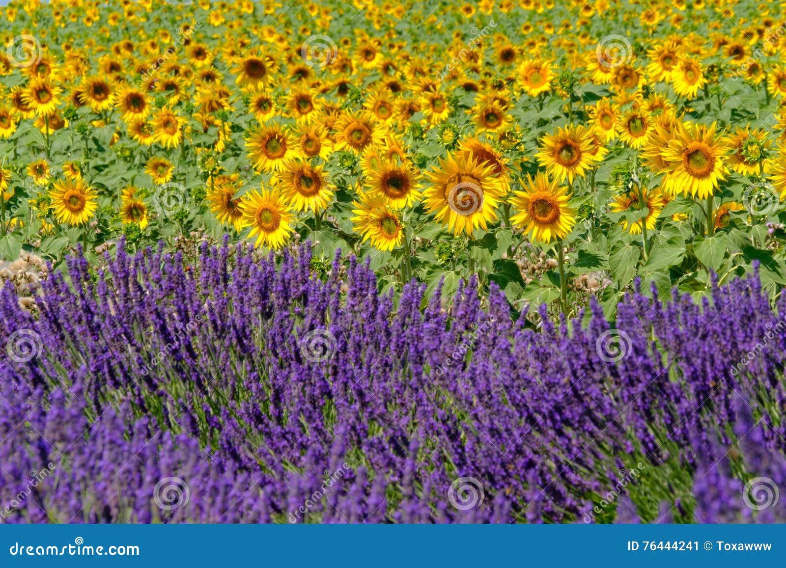Lavender and Sunflower Fields Stock Image Image of agriculture