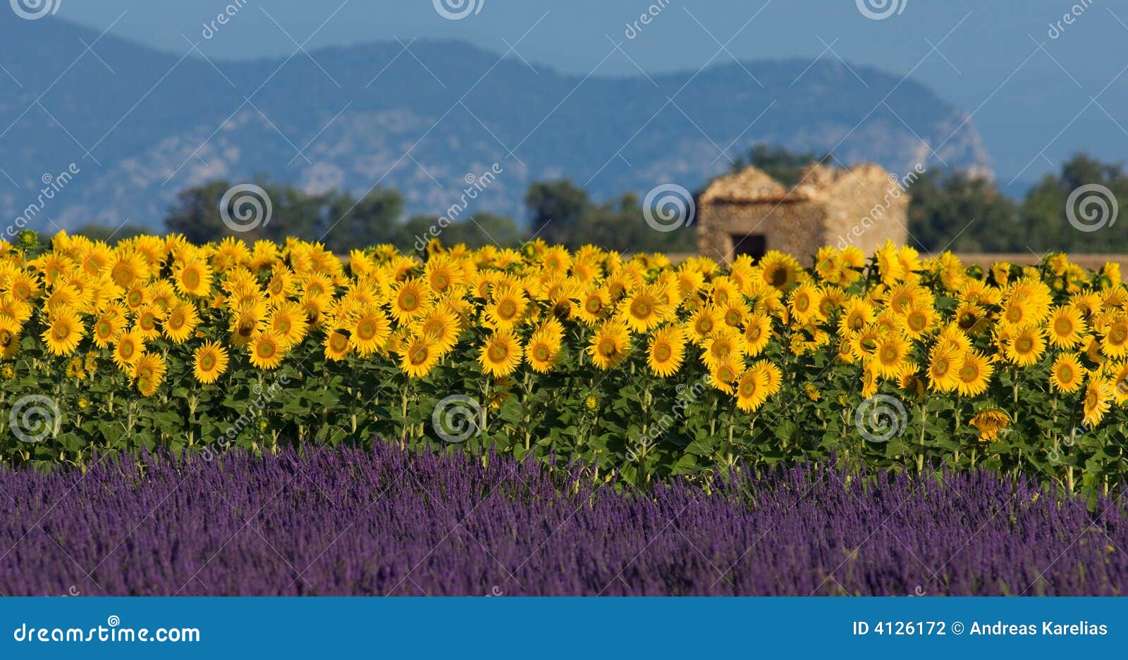 lavender and sunflower setting in provence, france