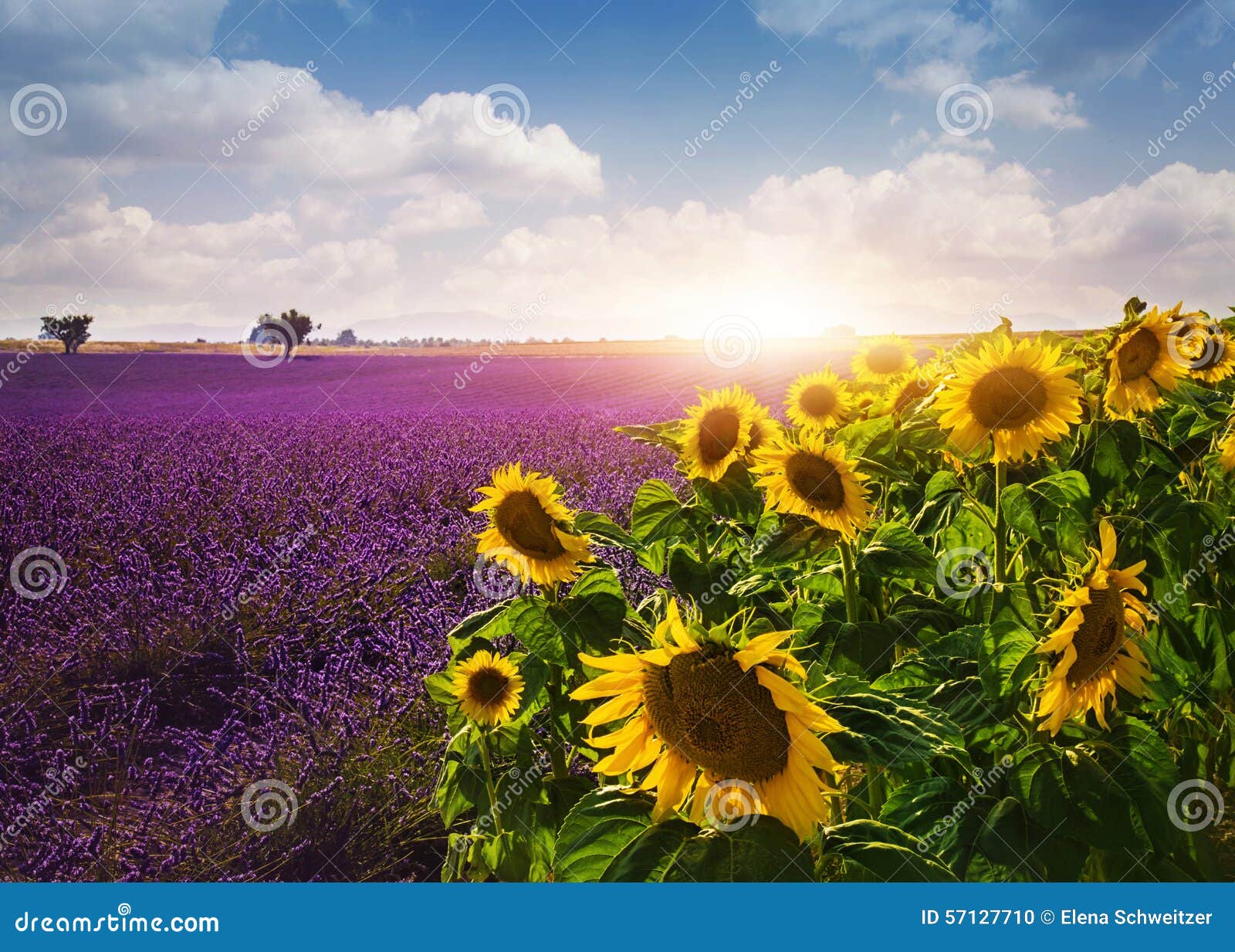 Lavender and Sunflowers Fields Stock Photo Image of provence, rural