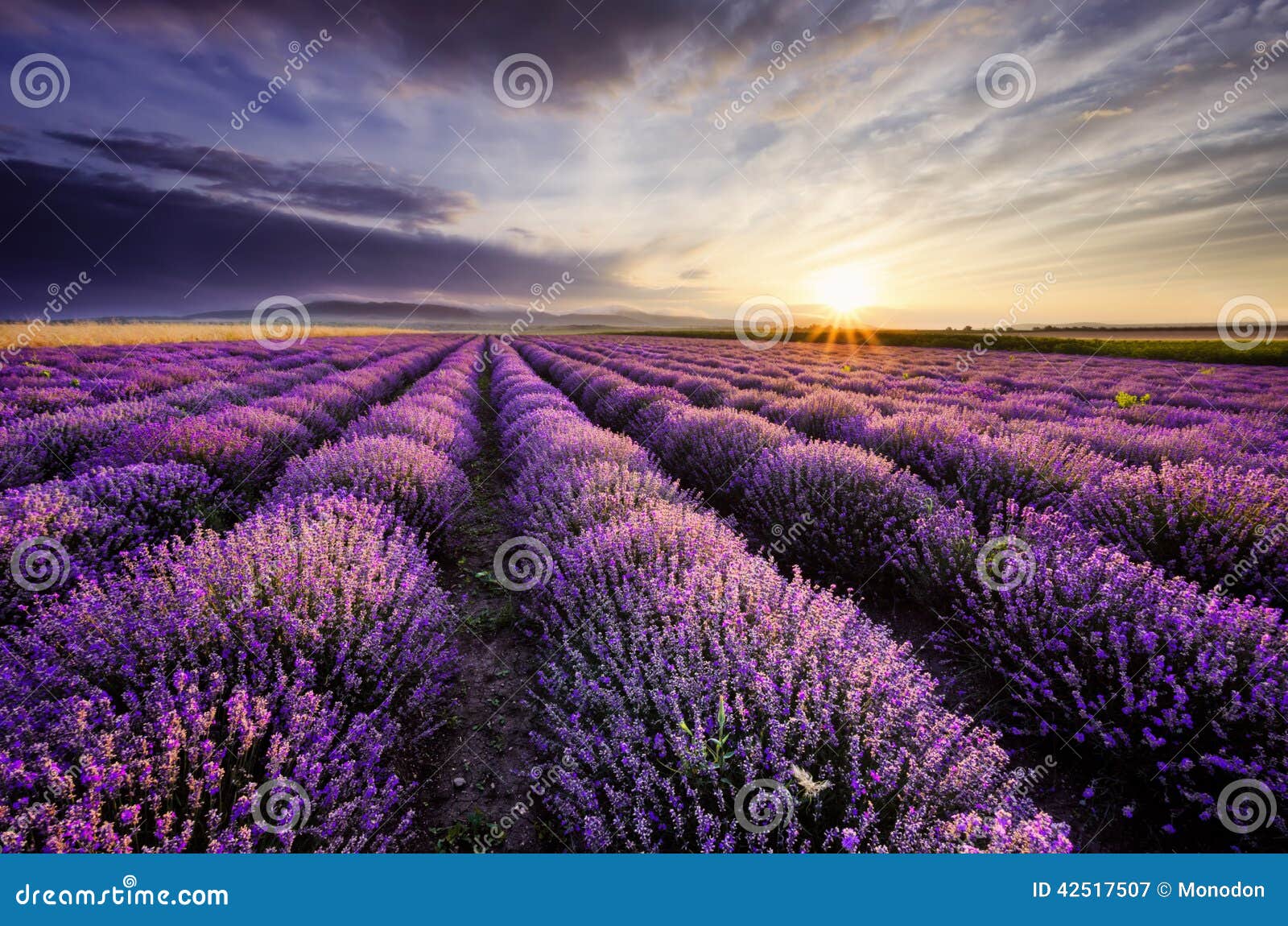 Lavender Sunrise stock image. Image of cultivated, morning - 42517507