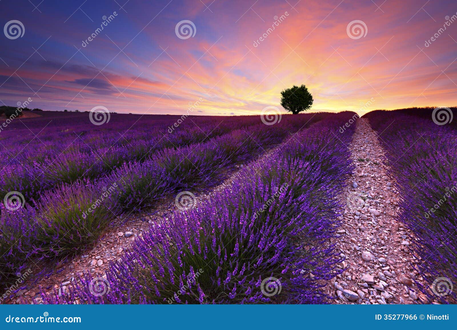 Lavender stock photo. Image of lavander, country, land - 35277966