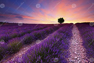 Lavender stock photo. Image of lavander, country, land - 35277966